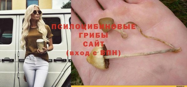 шишки Арсеньев